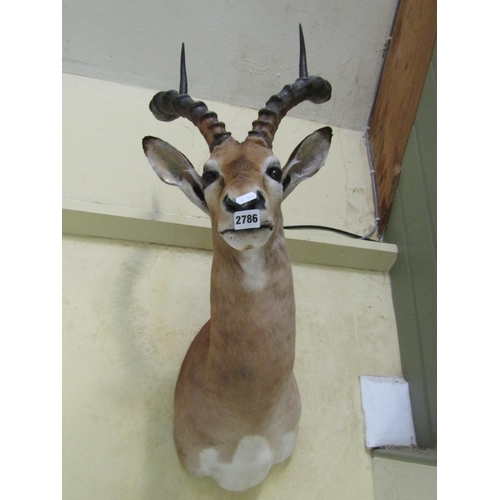 2786 - A mounted antelope head