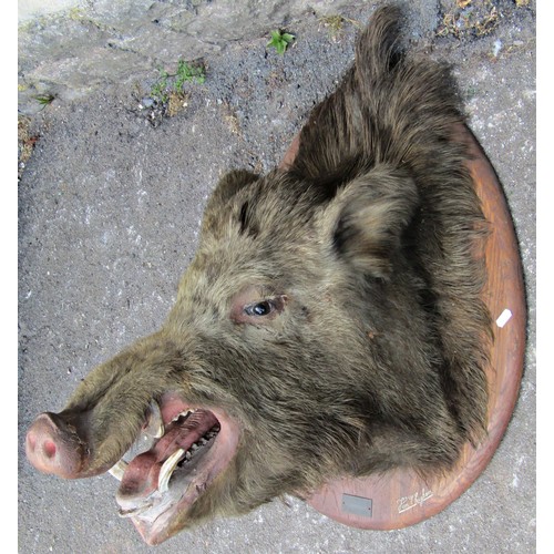 2459 - A large mounted Boars head set on an oak board - Sam Thieghem - Forest St Michel, 1924, 75cm high x ... 