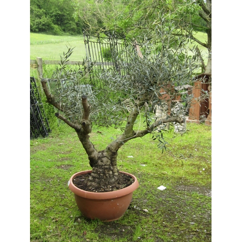 2027 - A well established olive tree in a moulded plastic to simulate terracotta pot,  6ft high approximate... 