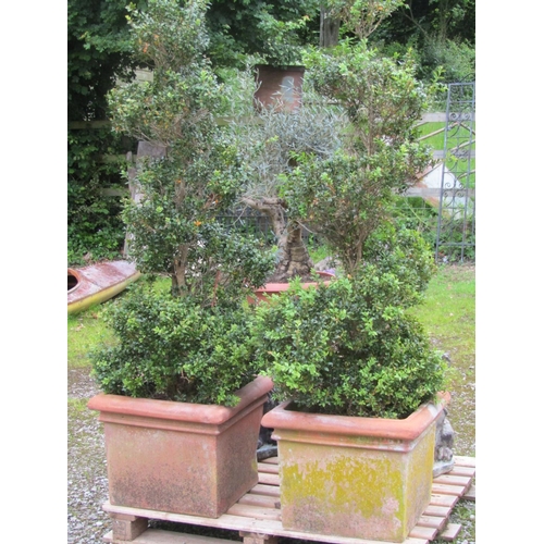 2043 - A pair of weathered contemporary terracotta planters of square cut and slightly tapered form contain... 