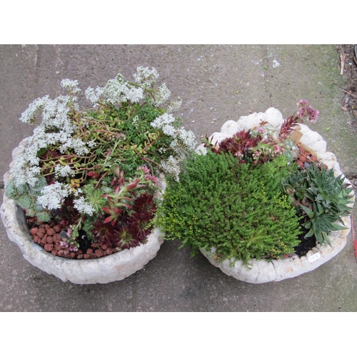 1104 - A pair of novelty comical head cast composition stone garden planters (planted) 23 cm high