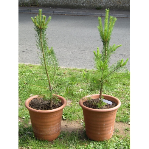 1071 - A pair of contemporary terracotta planters of circular tapered and ribbed form, stamped Yorkshire Fl... 