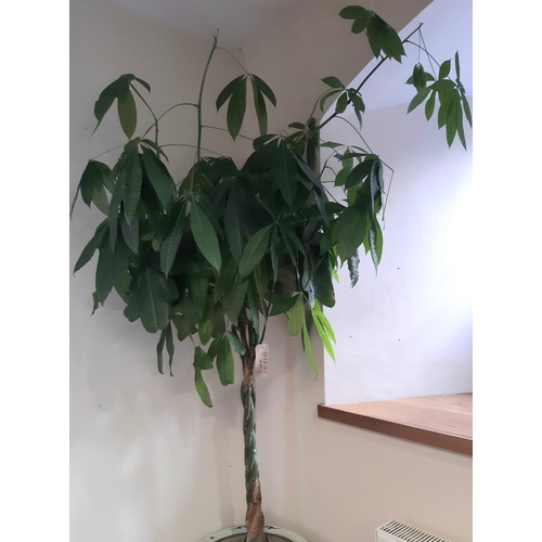 1071a - A Money Tree or Guiana Chestnut, with plaited trunk, approx height 2m