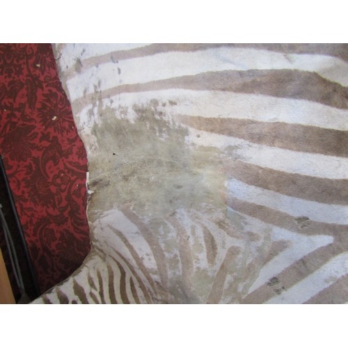 1825 - An old worn Zebra skin rug