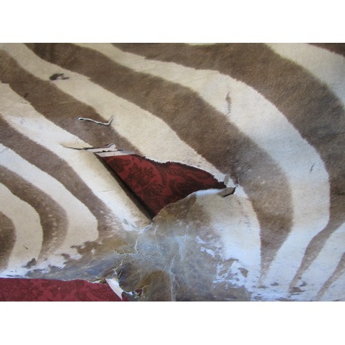 1825 - An old worn Zebra skin rug