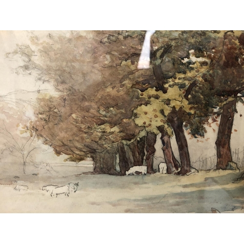 887 - J. Fraser Paton (early 20th Century) - Sheep grazing amongst trees, pencil, watercolour and bodycolo... 