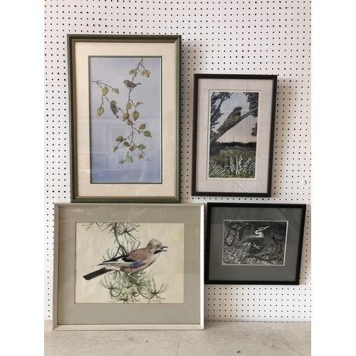 901A - Four framed paintings and prints of birds to include: R. Ingram - Jay Bird, watercolour on paper, si... 