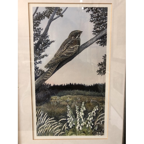 901A - Four framed paintings and prints of birds to include: R. Ingram - Jay Bird, watercolour on paper, si... 