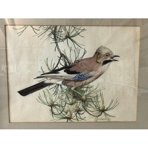 901A - Four framed paintings and prints of birds to include: R. Ingram - Jay Bird, watercolour on paper, si... 