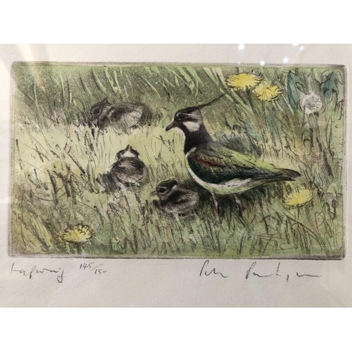 904 - Peter Partington (b.1941) - limited edition etching in colours, signed, titled Lapwing and numbered ... 