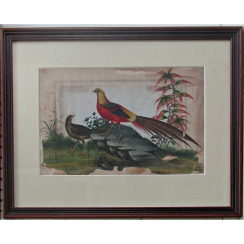 902 - Chinese Canton export watercolour on rice paper (19th century), two pheasants,  18 x 29 cm, framed a... 