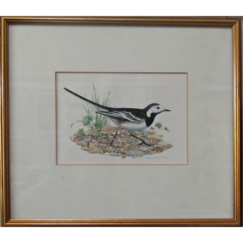 903 - Robert Gillmor (b.1936) - Bird Study, watercolour and pencil on paper, signed lower right in pencil,... 