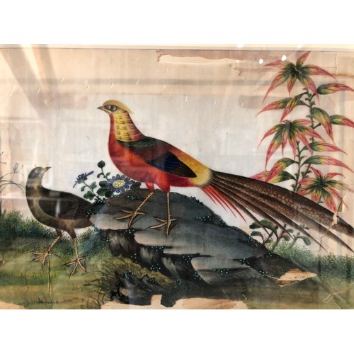 902 - Chinese Canton export watercolour on rice paper (19th century), two pheasants,  18 x 29 cm, framed a... 