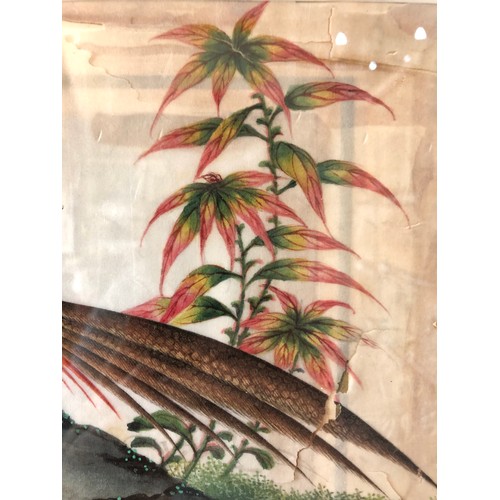 902 - Chinese Canton export watercolour on rice paper (19th century), two pheasants,  18 x 29 cm, framed a... 