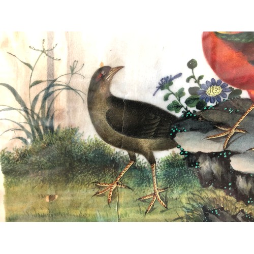 902 - Chinese Canton export watercolour on rice paper (19th century), two pheasants,  18 x 29 cm, framed a... 