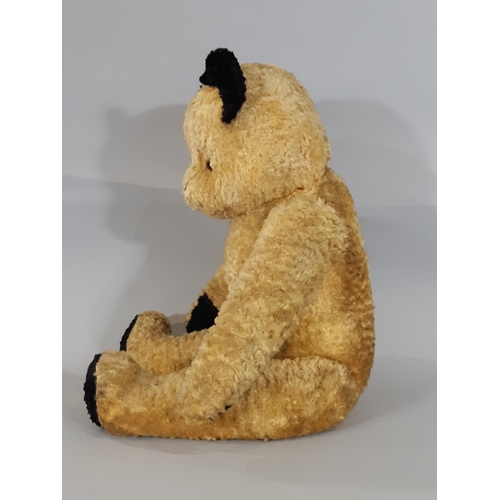 279 - A large 1950s gold plush Sooty type teddy bear with black paw pads and ears,  jointed firmly stuffed... 