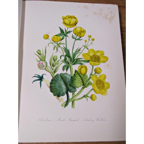 219 - British Wild Flowers by Mrs Loudon, published William Smith, London, 1848 (1)