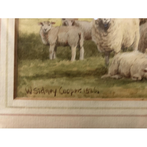 43 - William Sydney Cooper (1854-1927) - Sheep resting in a field, watercolour on paper, signed and dated... 