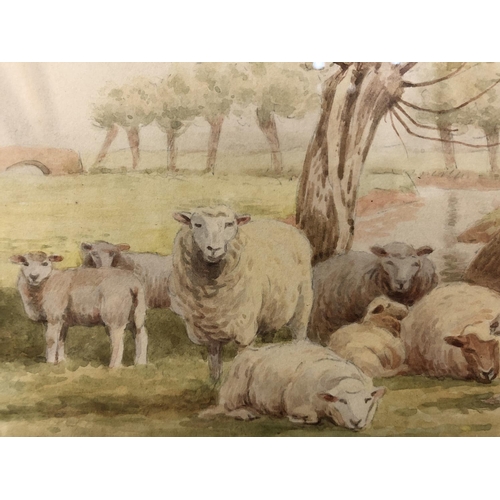 43 - William Sydney Cooper (1854-1927) - Sheep resting in a field, watercolour on paper, signed and dated... 