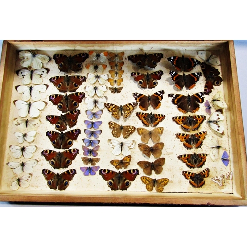 1666A - Lepidoptera : A simple pine box with a collection of mainly butterflies and moths and a few dragonfl... 