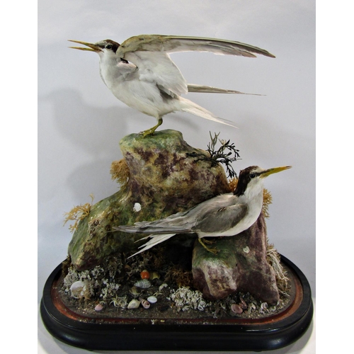 1693 - Taxidermy in the form of two Yellow Billed Tern set in a naturalistic rocky sea side setting with a ... 