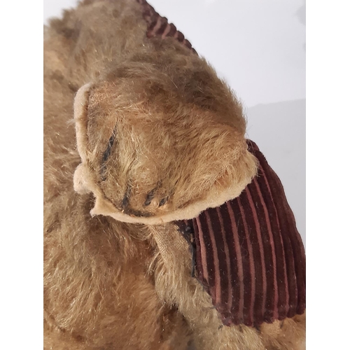 395 - 2 early 20th century teddy bears both with jointed body, pronounced muzzle and stitched nose includi... 