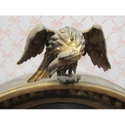 2804 - A Regency gilded convex wall mirror of usual form surmounted by an eagle, the lower platform with br... 