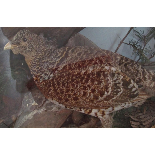 1685 - Taxidermy in the form of a male and female Capercaillie set in a  naturalistic rocky setting, with i... 