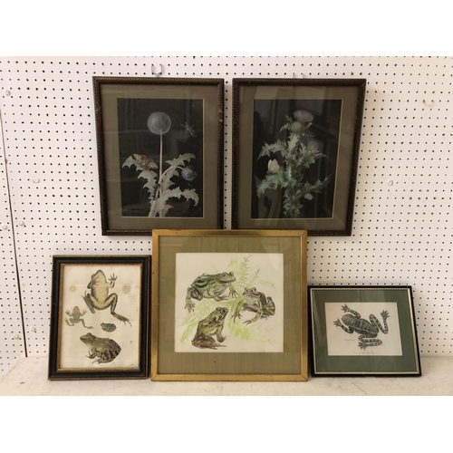 131 - Five framed nature studies: Pair of gouache studies of insects on dandelion and thistle, unsigned, 2... 