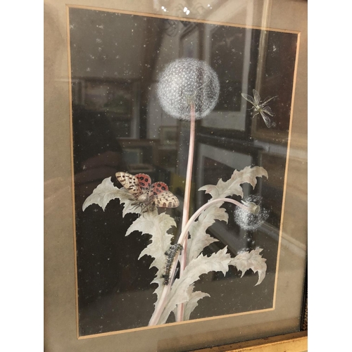 131 - Five framed nature studies: Pair of gouache studies of insects on dandelion and thistle, unsigned, 2... 