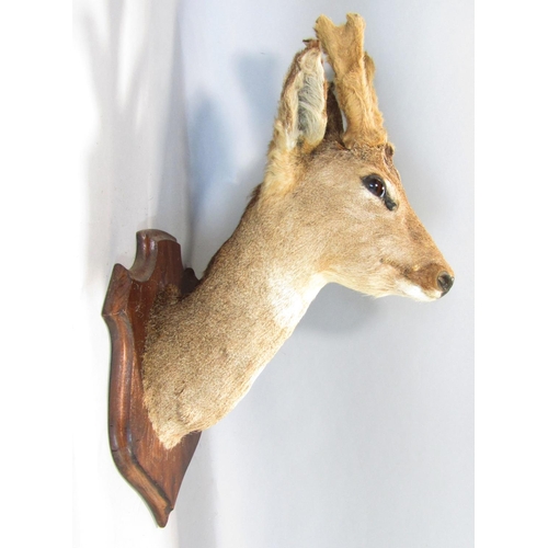 1593 - Taxidermy Interest - Five mounted roe deer heads on shield shaped oak plaques