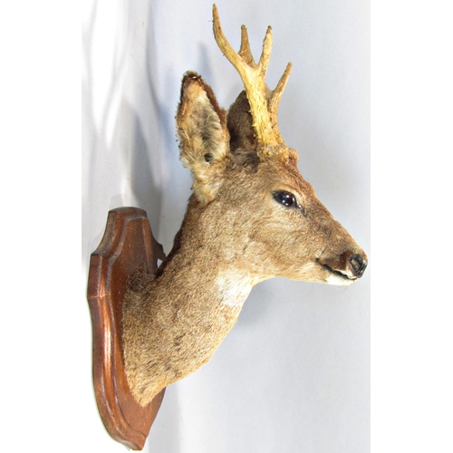 1593 - Taxidermy Interest - Five mounted roe deer heads on shield shaped oak plaques