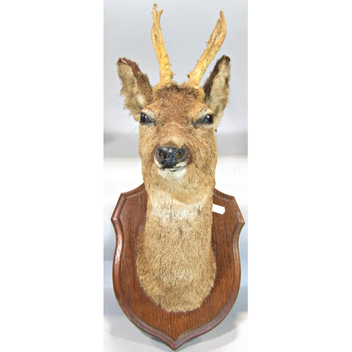 1593 - Taxidermy Interest - Five mounted roe deer heads on shield shaped oak plaques