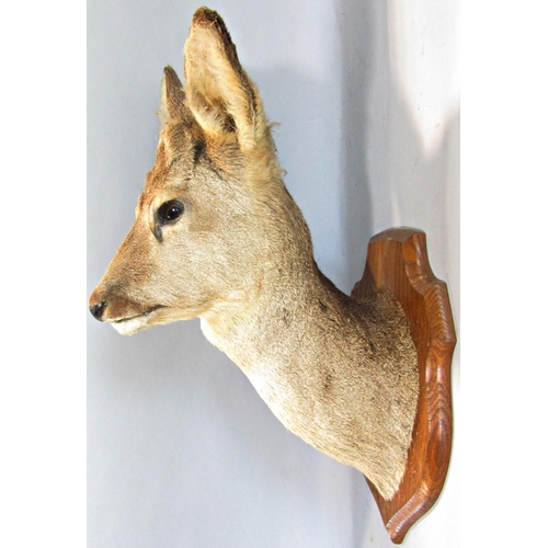 1593 - Taxidermy Interest - Five mounted roe deer heads on shield shaped oak plaques