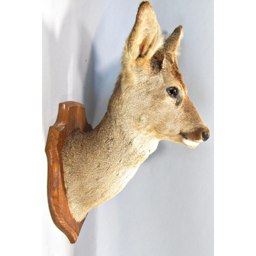 1593 - Taxidermy Interest - Five mounted roe deer heads on shield shaped oak plaques