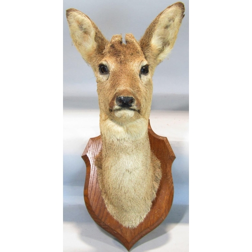 1593 - Taxidermy Interest - Five mounted roe deer heads on shield shaped oak plaques