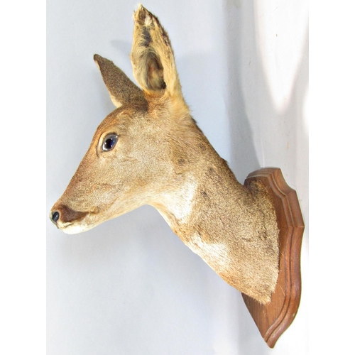 1593 - Taxidermy Interest - Five mounted roe deer heads on shield shaped oak plaques