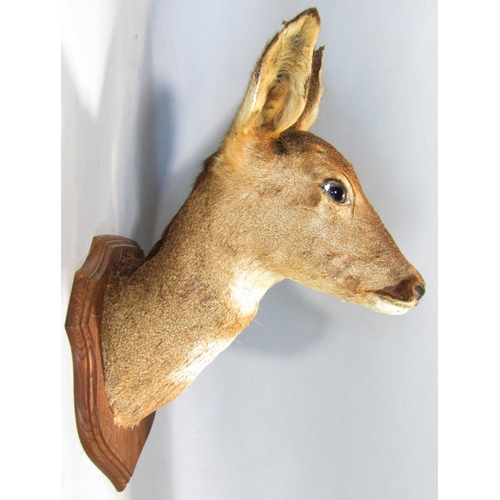 1593 - Taxidermy Interest - Five mounted roe deer heads on shield shaped oak plaques