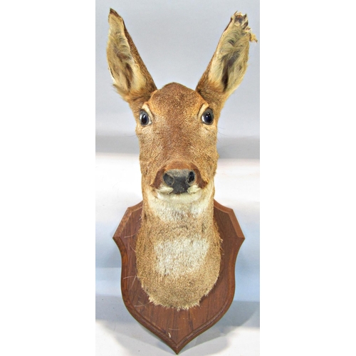 1593 - Taxidermy Interest - Five mounted roe deer heads on shield shaped oak plaques