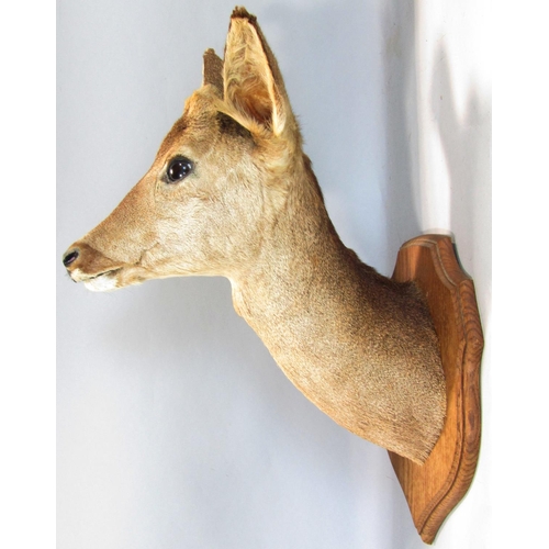 1593 - Taxidermy Interest - Five mounted roe deer heads on shield shaped oak plaques