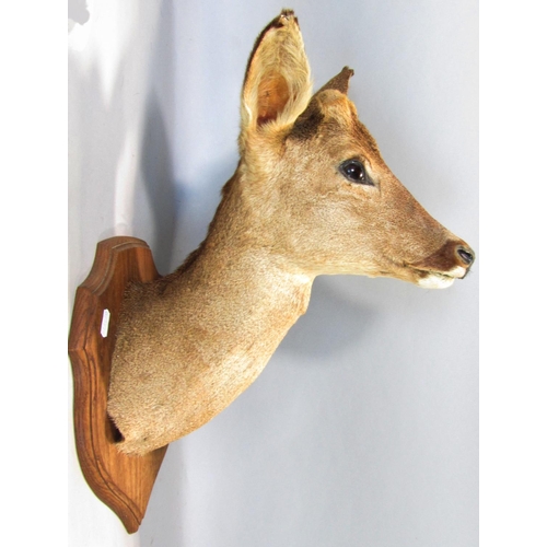 1593 - Taxidermy Interest - Five mounted roe deer heads on shield shaped oak plaques