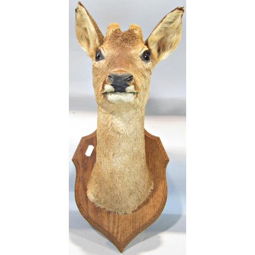 1593 - Taxidermy Interest - Five mounted roe deer heads on shield shaped oak plaques