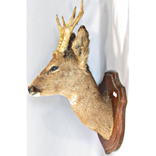 1593 - Taxidermy Interest - Five mounted roe deer heads on shield shaped oak plaques