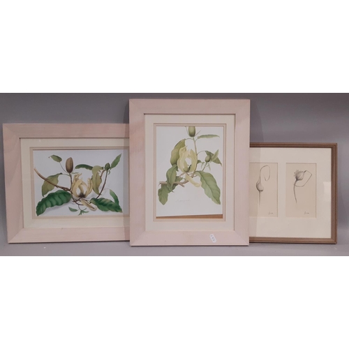 166 - Ten framed works to include: G. Tibbs - 'Allium', two pencil drawings on paper, signed and labelled ... 