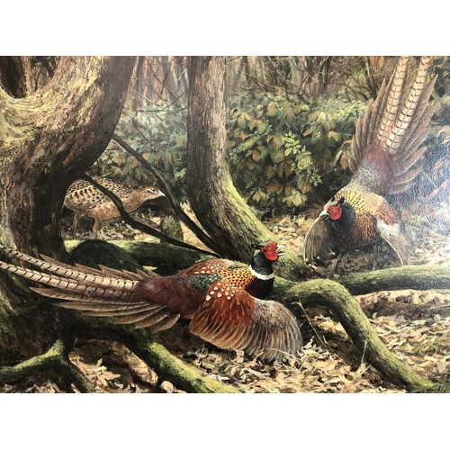 46 - Ken Turner (b.1926) - Three Pheasants in the Woods - Two Males Fighting, acrylic on board, signed lo... 