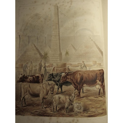 246 - J P Sheldon - Dairy Farming, Theory, Practice and Methods, 25 coloured plates and others, half leath... 