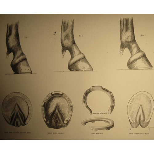 250 - W. J. Miles - Modern Practical Farriery (a complete guide to All That Relates to the Horse) illustra... 