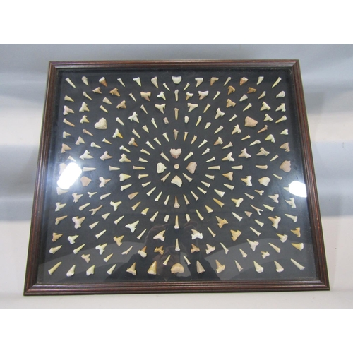 1512 - A framed collection of sharks teeth