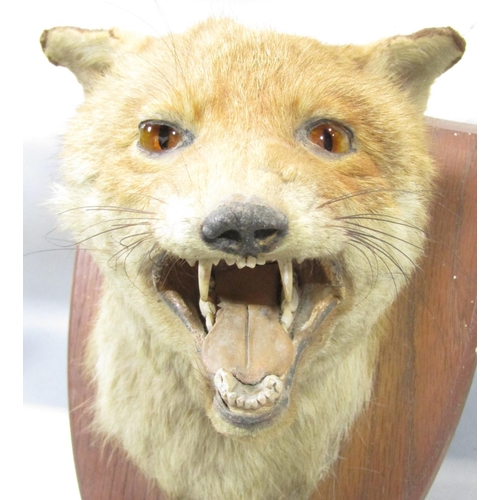 1530 - Taxidermy: A fox trophy head on a shield mount with dedication 'E.C.H 21-13-38 Caradon to Fordfarm.'