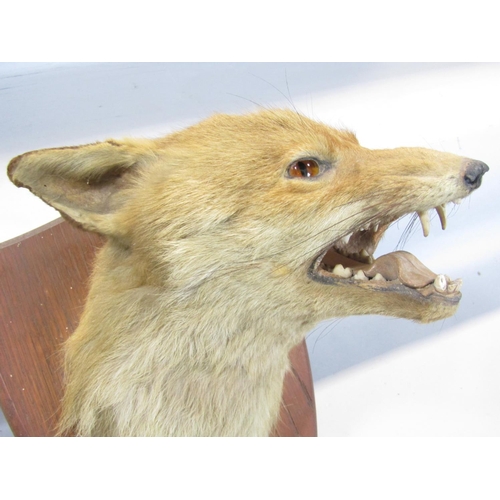 1530 - Taxidermy: A fox trophy head on a shield mount with dedication 'E.C.H 21-13-38 Caradon to Fordfarm.'